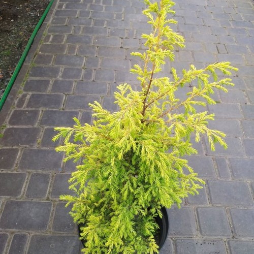 Juniperus communis 'Gold Cone' - Harilik kadakas 'Gold Cone' C5/5L Juniperus communis 'Gold Cone' - Harilik kadakas 'Gold Cone' C5/5L